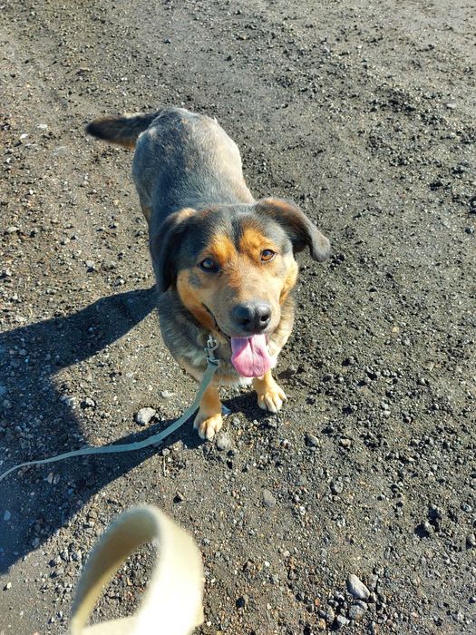 Ramzes - aktywny, mądry pies.