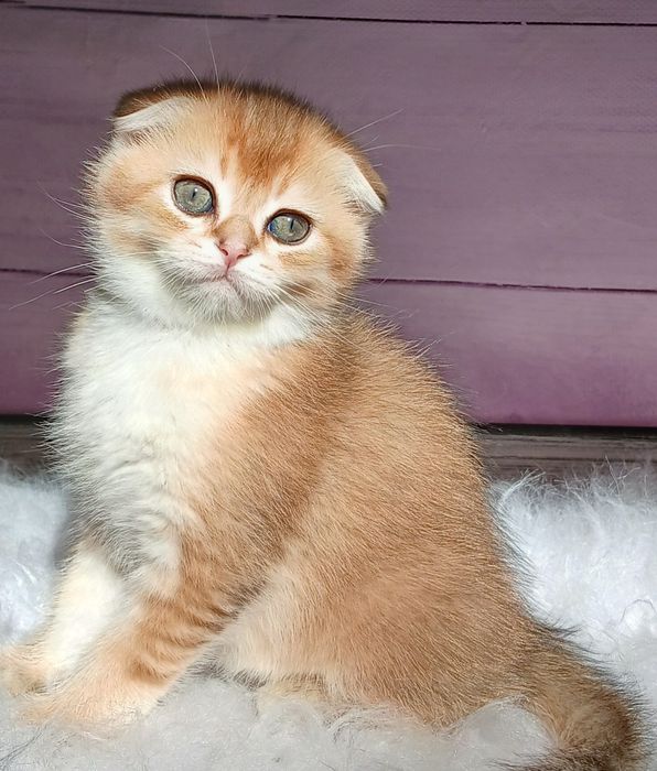 Котики золотої шиншили 2ва місяці