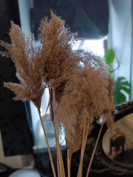 Пампасная трава, дизайн , интерьер.