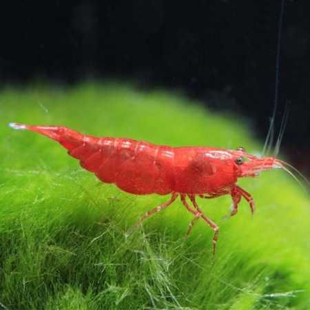 MISIEKZOO Krewetki - Krewetki Sakura Red