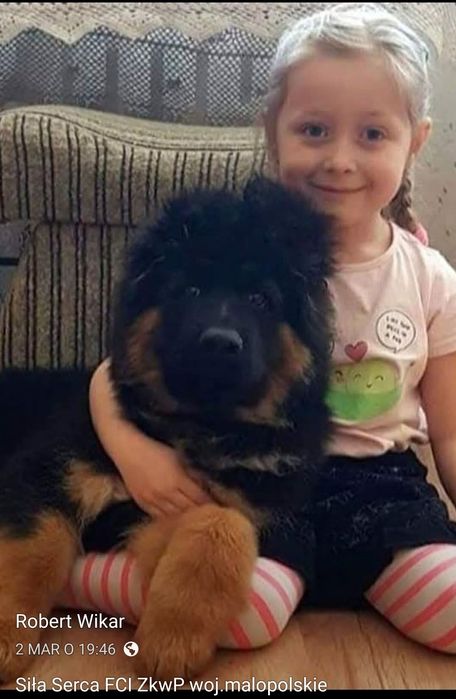 Owczarek niemiecki długowłosy FCI ZkwP