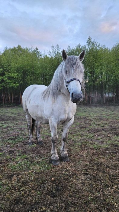 Basia i Mela, dwie zdrowe klacze do bezpłatnej adopcji