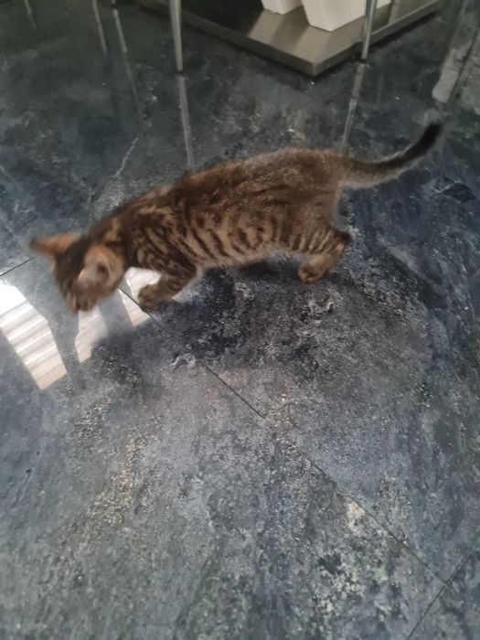 Kotek do oddania