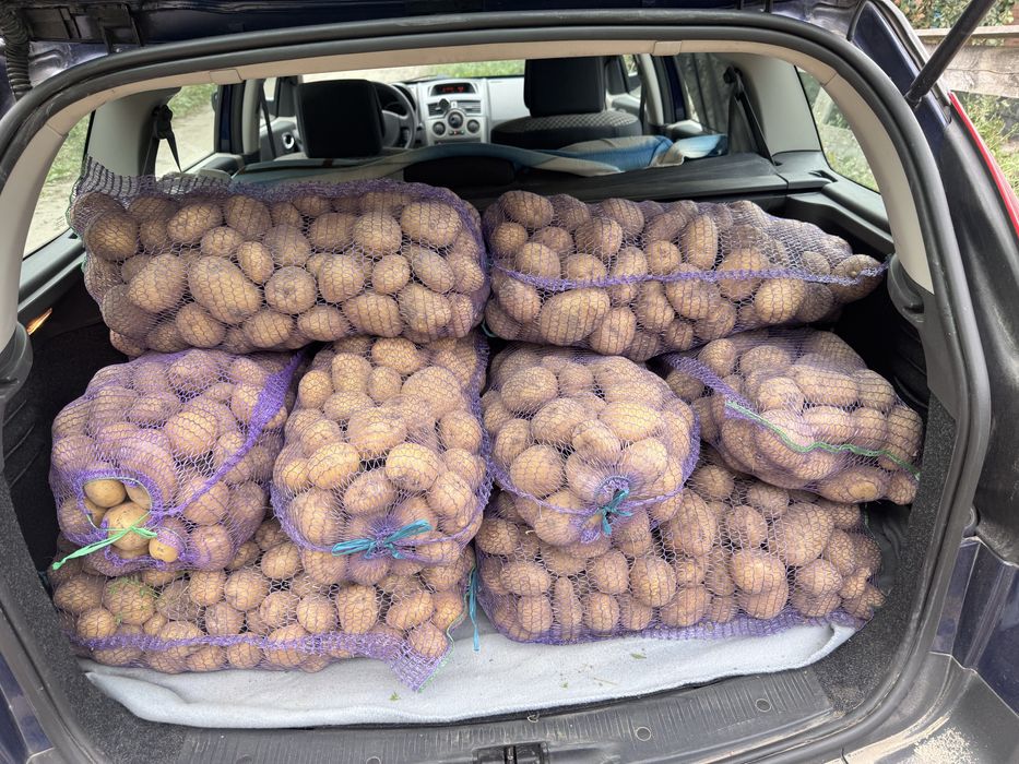 Насінєва і велика Картопля Рівєра