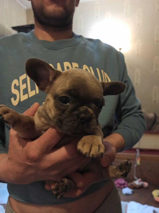 щенок французского бульдога