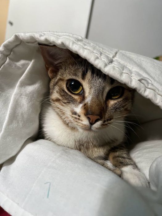 Adoção Urgente – Felícia