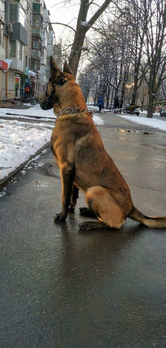 Вязка. Кобель Малинуа.