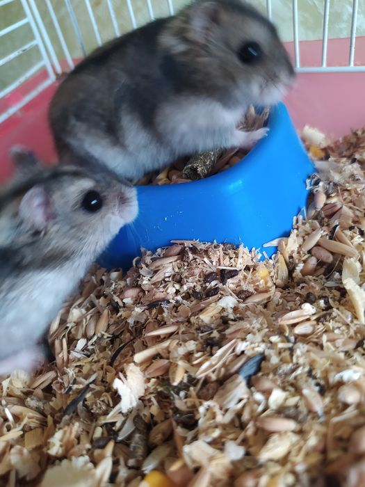 Джунгарский хомяк