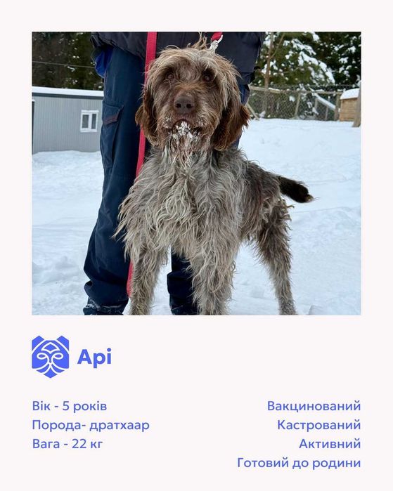 Арі, дратхаар, шукає дім