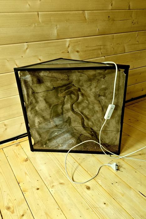 Terarium pająk jaszczórka modliszka patyczaki