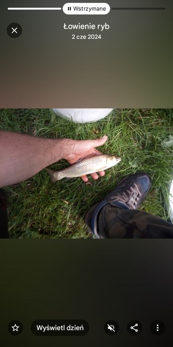 Narybek amura 15-20cm kroczek lipcówka Amur karp sazan