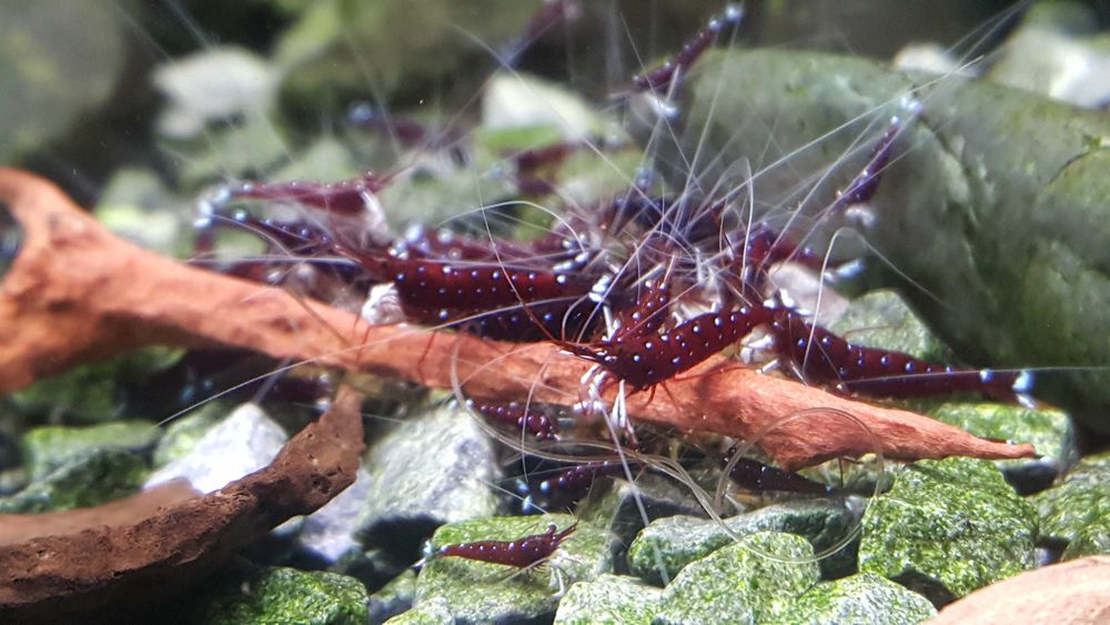 Krewetki Sulawesi - Caridina Dennerli (kardynałki)