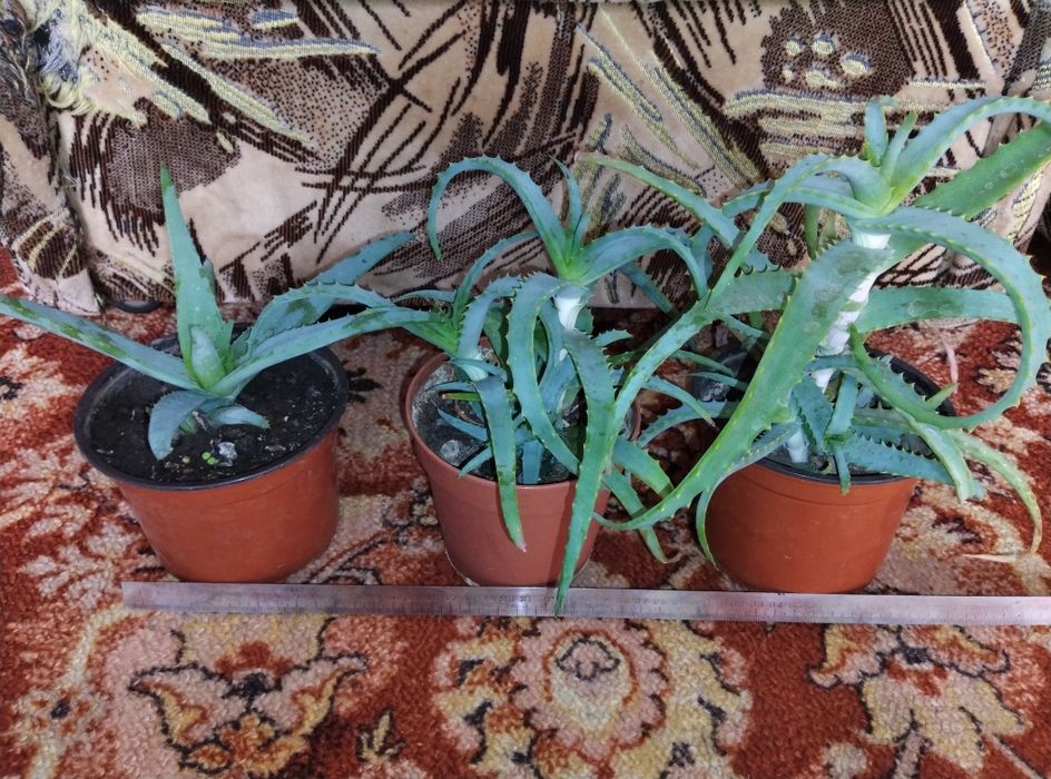 Алое Вера вазон лікарські рослини вазоны лекарственные растения