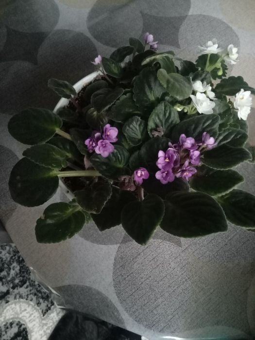 Фіалки великі гарні