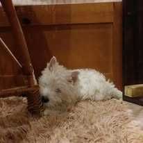 West Highland White Terrier piesek