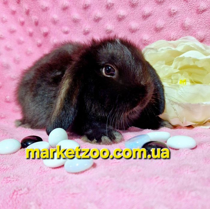 Міні кролик mini lop чорний карликовые кролики,висловухий баранчик