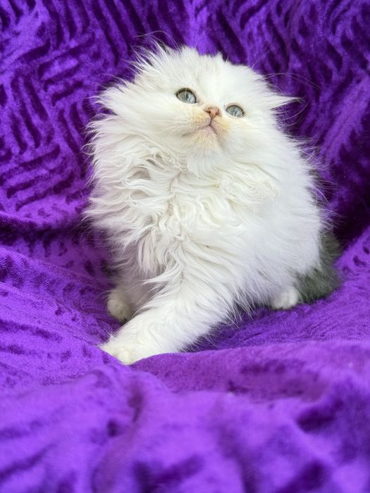 Femea scottish fold