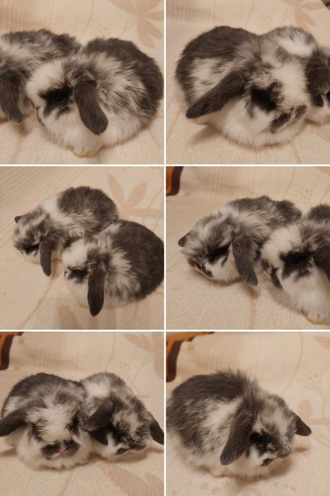 Króliczki mini-lopy i karzełki teddy