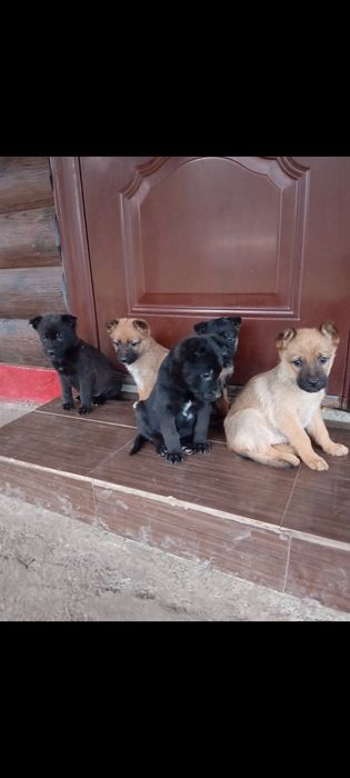 Віддам в добрі Руки Цуценят