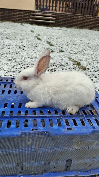 Sprzedam króliki