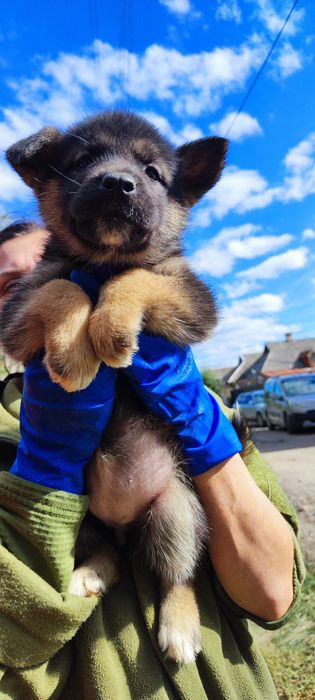 Продам  німецької вівчарки малюки
