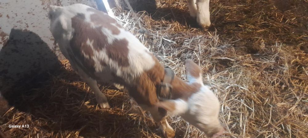 Krowa z cielakiem okazja