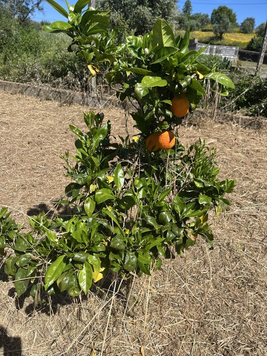 Ruina, terreno urbano com ruina com uma otima exposiçao solar