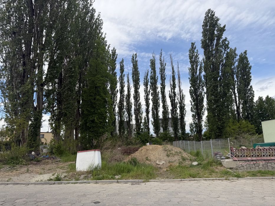 Oddam za darmo 33 topole 1 lipa