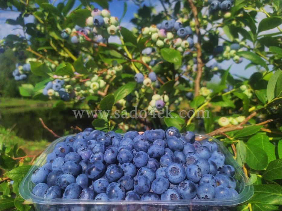 Дорослі саджанці лохини (голубіки) і інших ягідних, хвойних  ітд