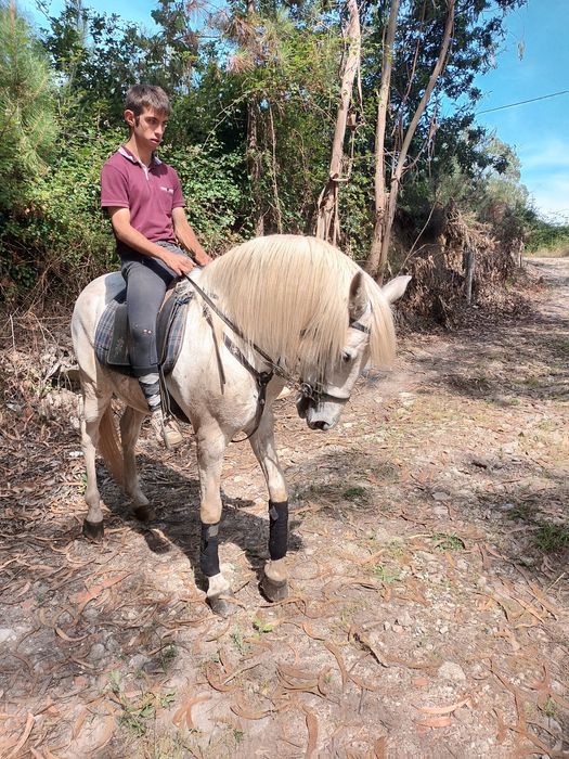 Cavalo manso , facil  ,experiente ,montado para qualquer cavaleiro