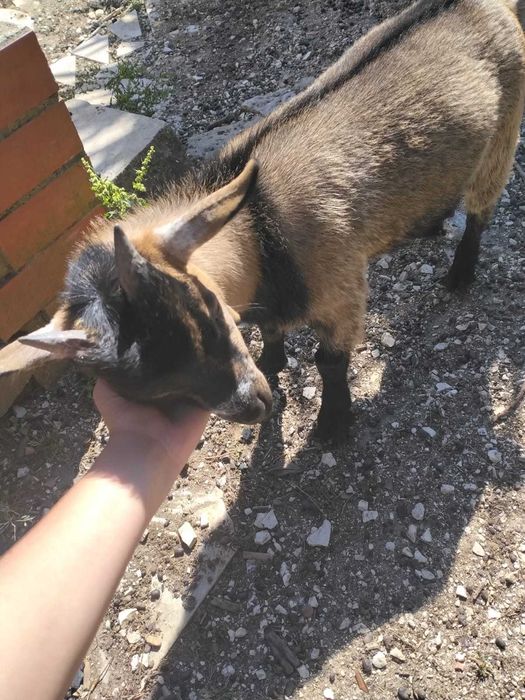 "Chopper" o magnifico cabrito anão
