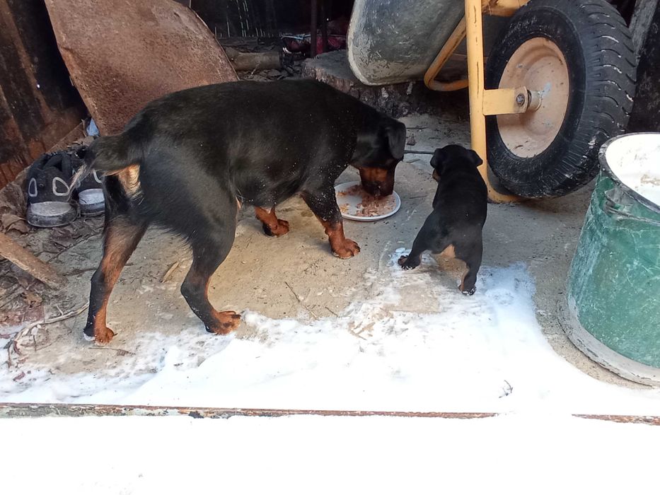 Яг терьер девочка