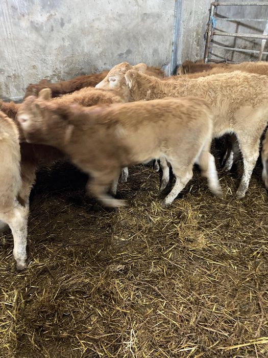 Vitelas e vitelos Limousines