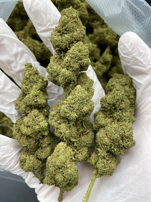 1000g susz CBD Cannatonic/THC< 0.3%