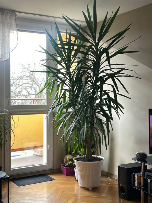 Duża juka (jukka, yucca),