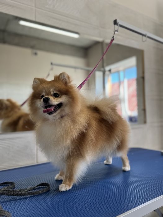 Грумінг на вул. Стеценка, район Берковець