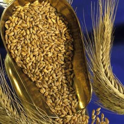 Pszenzyto ozime Tadeuzz w tamtym roku brane MOZLIWY DOWÓZ BIGBAG