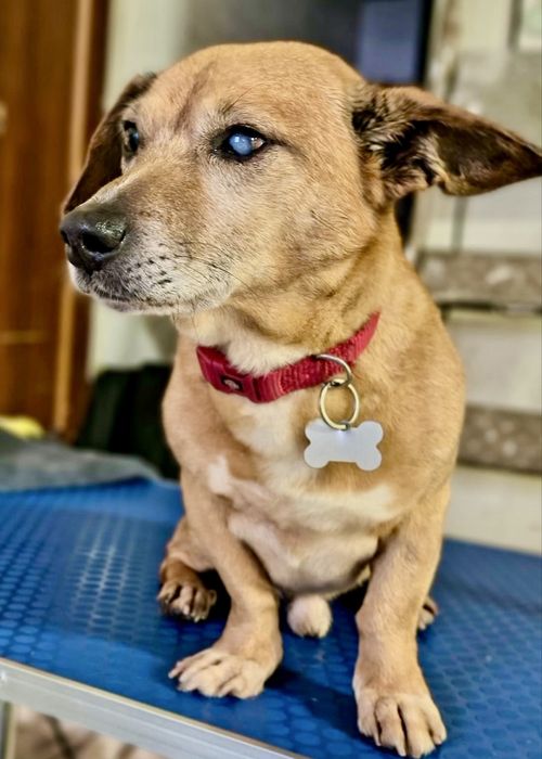 Cão adulto pequeno para adoção responsável
