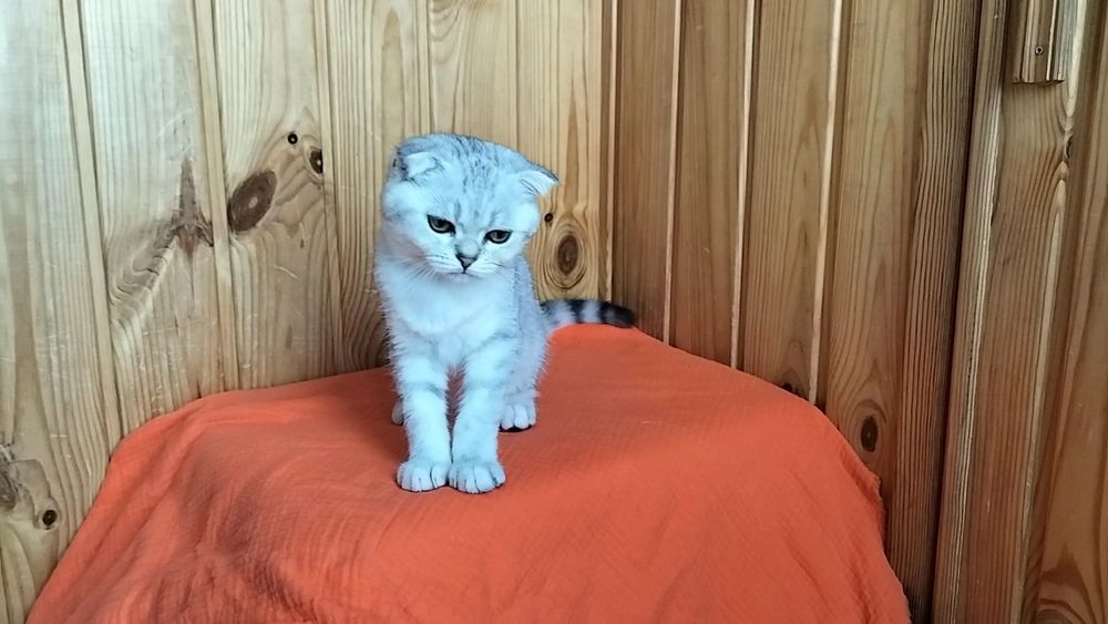 Сріблясте висловухе сонечко