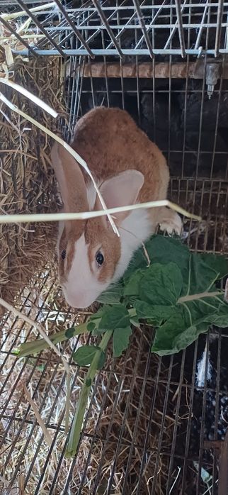 Coelhos de criação