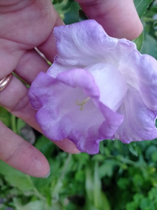 Колокольчики((семена смесь)