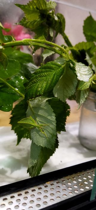 Liśćce (liściec phyllium)