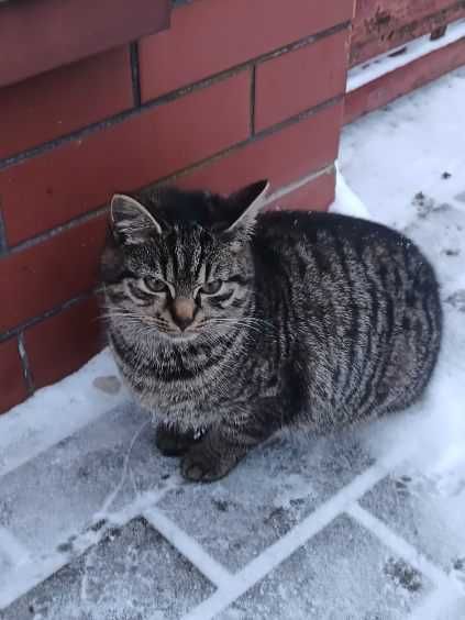 Cudna kicia szuka domku