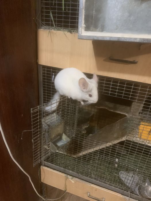 Гризунчики,гризуни.домашні