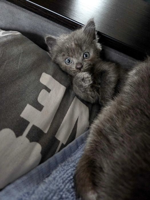 Кошеня дівчинка