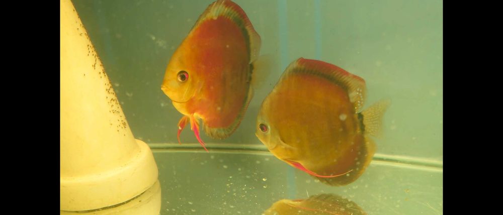 Paletki Dobrana para paletek Red Ica piekne