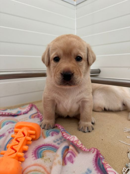 Labrador Retriever - Cachorrinho disponível (LOP + Afixo)