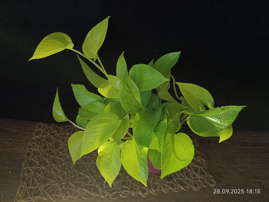 Епіпремнум Golden Pothos