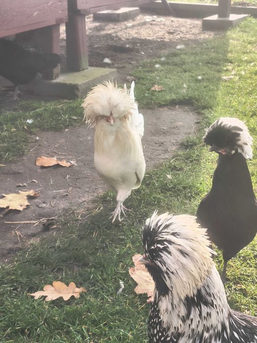 Sprzedam koguty ozdobne