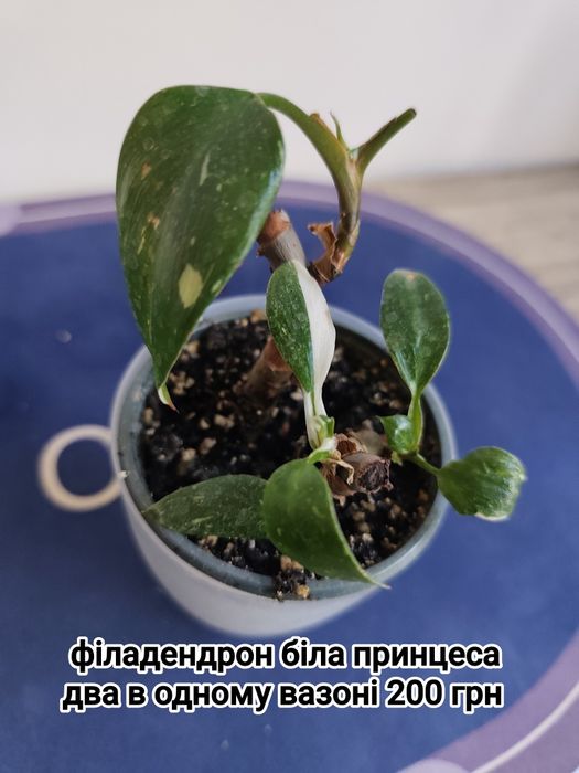 Спатифілум даймонд фікус пандора